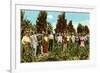 Raisin Vineyard, Fresno, California-null-Framed Art Print