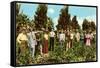 Raisin Vineyard, Fresno, California-null-Framed Stretched Canvas