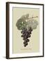Raison De Carnes or Grape-William Hooker-Framed Art Print