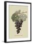 Raison De Carnes or Grape-William Hooker-Framed Art Print