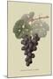 Raison De Carnes or Grape-William Hooker-Mounted Art Print