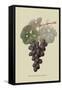 Raison De Carnes or Grape-William Hooker-Framed Stretched Canvas