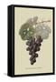 Raison De Carnes or Grape-William Hooker-Framed Stretched Canvas