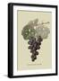 Raison De Carnes or Grape-William Hooker-Framed Art Print