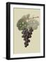 Raison De Carnes or Grape-William Hooker-Framed Art Print