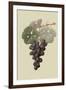 Raison De Carnes or Grape-William Hooker-Framed Art Print