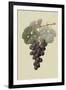 Raison De Carnes or Grape-William Hooker-Framed Art Print