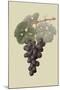 Raison De Carnes or Grape-William Hooker-Mounted Art Print