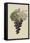 Raison De Carnes or Grape-William Hooker-Framed Stretched Canvas