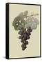 Raison De Carnes or Grape-William Hooker-Framed Stretched Canvas