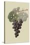 Raison De Carnes or Grape-William Hooker-Stretched Canvas