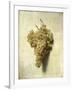 Raisons Blancswhite Grapes-Louis Leopold Boilly-Framed Giclee Print