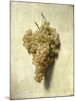 Raisons Blancswhite Grapes-Louis Leopold Boilly-Mounted Giclee Print