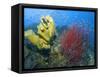 Raja Ampat, Indonesia-Jones-Shimlock-Framed Stretched Canvas