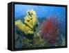 Raja Ampat, Indonesia-Jones-Shimlock-Framed Stretched Canvas