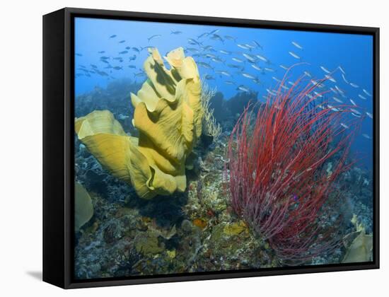 Raja Ampat, Indonesia-Jones-Shimlock-Framed Stretched Canvas