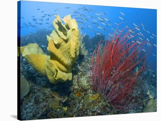 Raja Ampat, Indonesia-Jones-Shimlock-Stretched Canvas