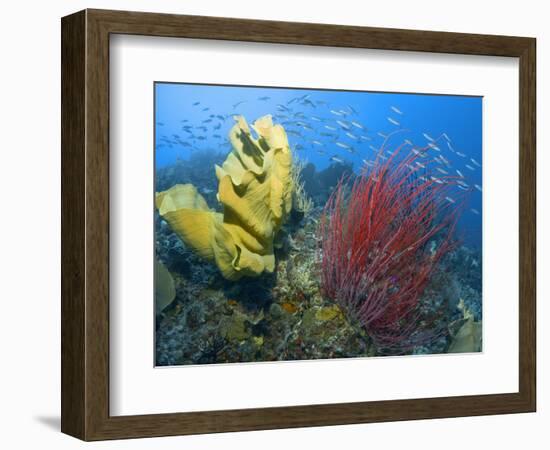 Raja Ampat, Indonesia-Jones-Shimlock-Framed Photographic Print