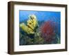 Raja Ampat, Indonesia-Jones-Shimlock-Framed Photographic Print