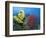 Raja Ampat, Indonesia-Jones-Shimlock-Framed Photographic Print