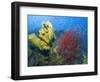 Raja Ampat, Indonesia-Jones-Shimlock-Framed Photographic Print