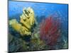 Raja Ampat, Indonesia-Jones-Shimlock-Mounted Photographic Print