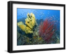 Raja Ampat, Indonesia-Jones-Shimlock-Framed Photographic Print