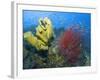 Raja Ampat, Indonesia-Jones-Shimlock-Framed Photographic Print