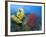 Raja Ampat, Indonesia-Jones-Shimlock-Framed Photographic Print