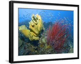 Raja Ampat, Indonesia-Jones-Shimlock-Framed Photographic Print