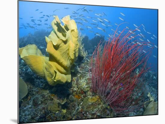 Raja Ampat, Indonesia-Jones-Shimlock-Mounted Photographic Print