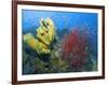 Raja Ampat, Indonesia-Jones-Shimlock-Framed Photographic Print