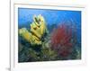 Raja Ampat, Indonesia-Jones-Shimlock-Framed Photographic Print