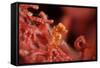 Raja Ampat Pigmee Seahorse-Bernard Radvaner-Framed Stretched Canvas