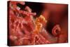 Raja Ampat Pigmee Seahorse-Bernard Radvaner-Stretched Canvas