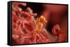 Raja Ampat Pigmee Seahorse-Bernard Radvaner-Framed Stretched Canvas