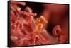 Raja Ampat Pigmee Seahorse-Bernard Radvaner-Framed Stretched Canvas