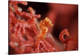 Raja Ampat Pigmee Seahorse-Bernard Radvaner-Stretched Canvas