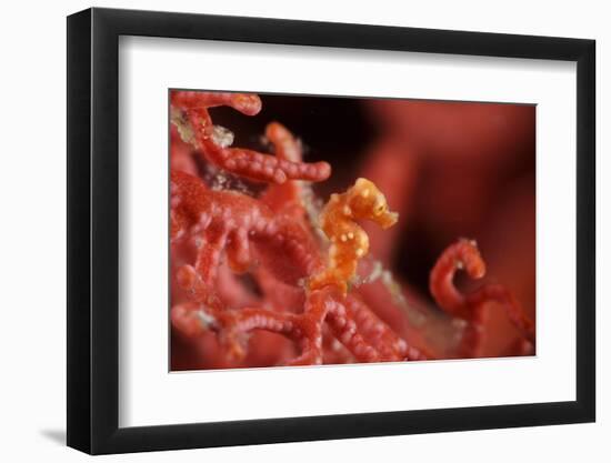 Raja Ampat Pigmee Seahorse-Bernard Radvaner-Framed Premium Photographic Print