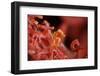 Raja Ampat Pigmee Seahorse-Bernard Radvaner-Framed Premium Photographic Print