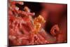 Raja Ampat Pigmee Seahorse-Bernard Radvaner-Mounted Premium Photographic Print