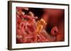 Raja Ampat Pigmee Seahorse-Bernard Radvaner-Framed Photographic Print