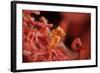 Raja Ampat Pigmee Seahorse-Bernard Radvaner-Framed Photographic Print