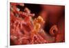 Raja Ampat Pigmee Seahorse-Bernard Radvaner-Framed Photographic Print