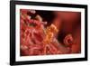 Raja Ampat Pigmee Seahorse-Bernard Radvaner-Framed Photographic Print