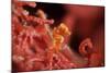 Raja Ampat Pigmee Seahorse-Bernard Radvaner-Mounted Photographic Print