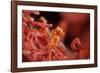 Raja Ampat Pigmee Seahorse-Bernard Radvaner-Framed Photographic Print