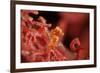 Raja Ampat Pigmee Seahorse-Bernard Radvaner-Framed Photographic Print