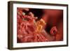 Raja Ampat Pigmee Seahorse-Bernard Radvaner-Framed Photographic Print