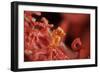 Raja Ampat Pigmee Seahorse-Bernard Radvaner-Framed Photographic Print